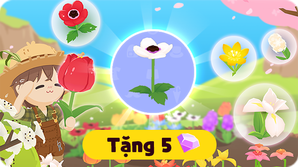 Gói Hoa hải quỳ