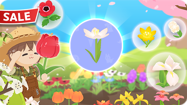 Gói Hoa nghệ tây KM