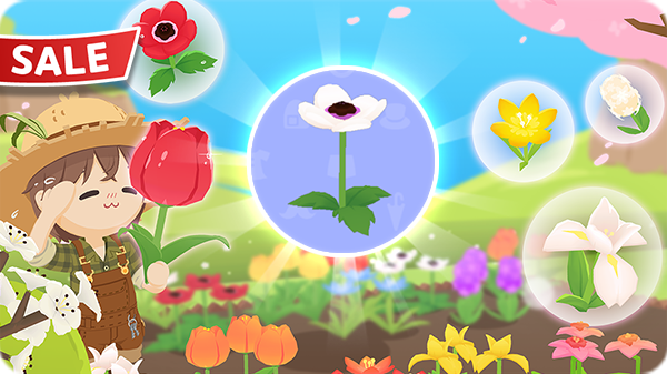 Gói Hoa hải quỳ KM