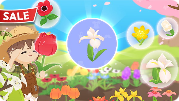 Gói Hoa diên vĩ KM